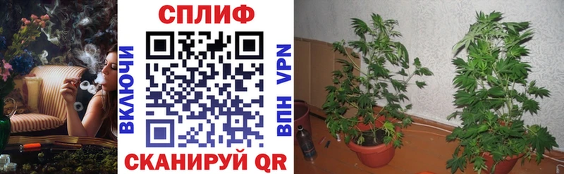 купить наркотики цена  блэк спрут ссылка  Шишки марихуана тримм  Краснокамск 